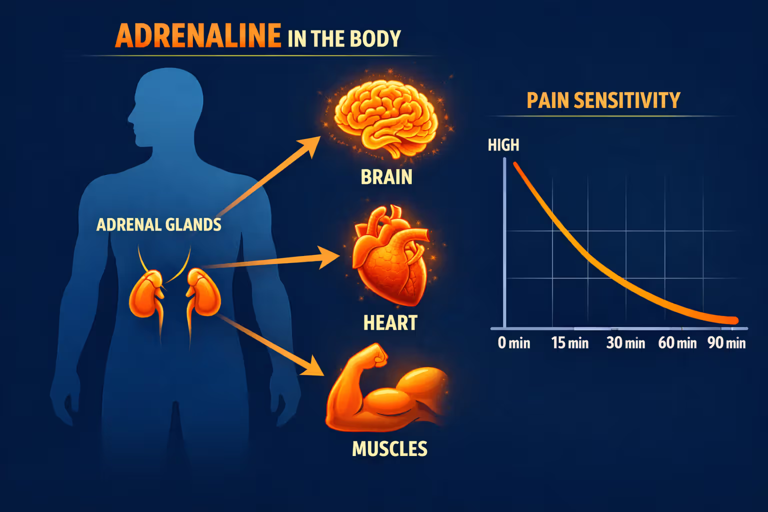 Medical diagram showing adrenaline response in human body with adrenal glands highlighted and timeline of pain suppression from 0 to 90 minutes